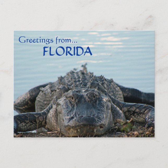 Cartão postal Alligator da Flórida (Frente)