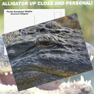Cartão Postal Alligator Florida Everglades Closeup Fotografia