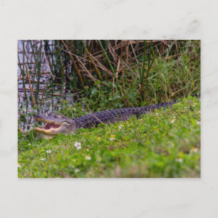 Cartão Postal Alligator Flórida Wetlands Fotografia