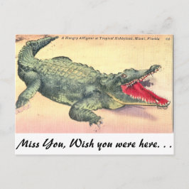 Cartão Postal Alligator na Flórida