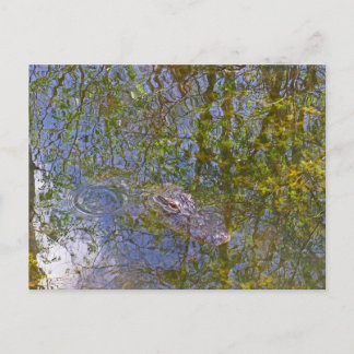 Cartão Postal Alligator na Grande Reserva Nacional de Cypress na