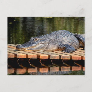 Cartão Postal Alligator no Parque Estadual da Vida Selvagem de H