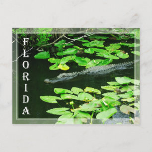 Cartão Postal Alligator no Parque Nacional Everglades, Flórida