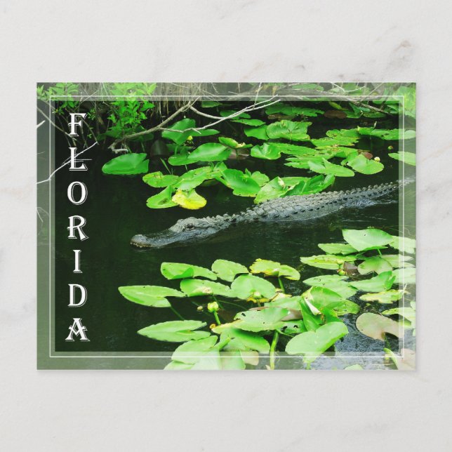 Cartão Postal Alligator no Parque Nacional Everglades, Flórida (Frente)