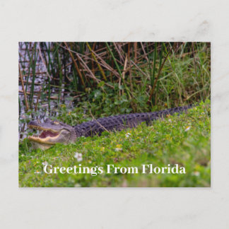 Cartão Postal Alligator Saudações da Florida Personalize
