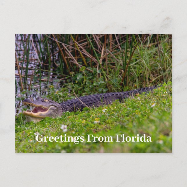 Cartão Postal Alligator Saudações da Florida Personalize (Frente)
