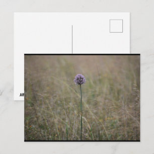 Cartão Postal Allium, Allium Ampeloprasum, Alho Silvestre