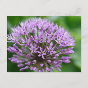 Cartão Postal Allium giganteum