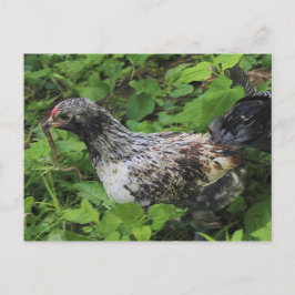 Cartão Postal Almoço