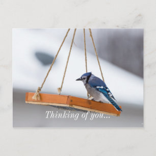 Cartão Postal Almoço Blue Jay