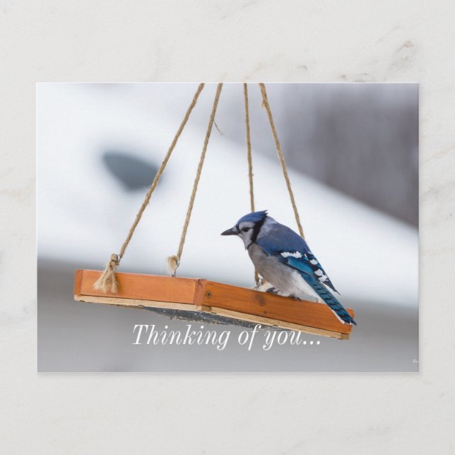 Cartão Postal Almoço Blue Jay (Frente)