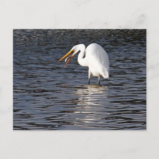 Cartão Postal Almoço Egret do excelente (Frente)