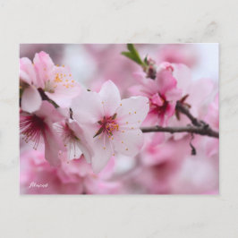 Cartão Postal Almond [Postcard]