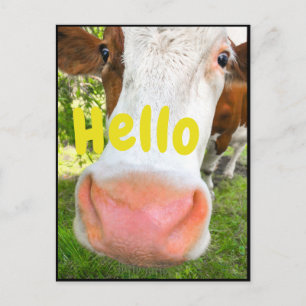 Cartão Postal Alô de vaca engraçado