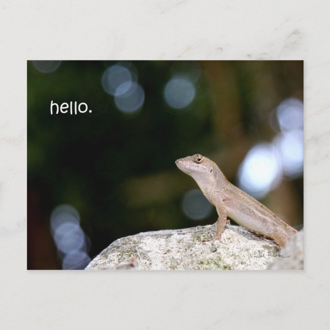 Cartão Postal Alô do Lagarto (Frente)