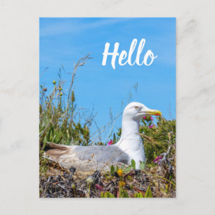 Cartão Postal Alô do Pássaro de Seagull