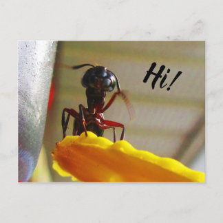 Cartão Postal Alô Grande Carpinteiro Ant Waving