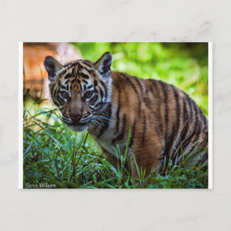 Cartão Postal Alô-Res Sumatran Tiger Cub