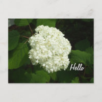 Alô-Um Grande Flor Hídrangeas Snowball