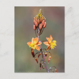 Cartão Postal Aloe Flower