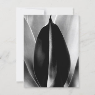 Cartão Postal Aloe - Foto de Arte Macrofina a Preto e Branco