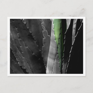 Cartão Postal Aloe - Fotografia de Arte Macro em Preto e Branco