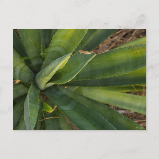 Cartão Postal Aloe Vera (Frente)