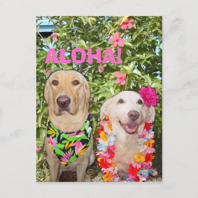 CARTÃO POSTAL ALOHA! (Frente)
