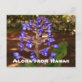 Cartão Postal Aloha de Havaí