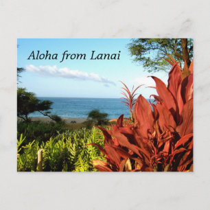 Cartão Postal Aloha de Lanai Hawaii