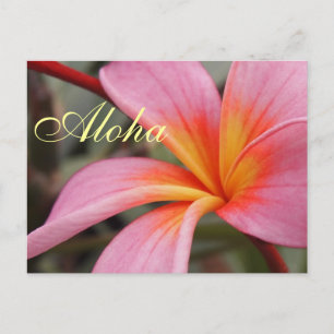 Cartão Postal Aloha Frangipani Havaiano Flores de Plumeria