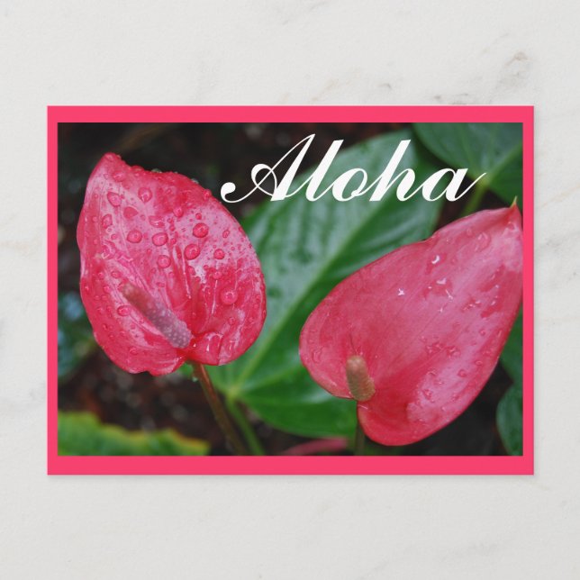 Cartão Postal Aloha Hawaii Anthurium (Frente)