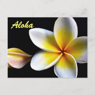 Cartão Postal Aloha Hawaiian Frangipani Blossoms Plumerias