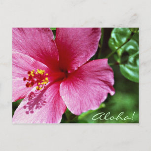 Cartão Postal Aloha! Hibiscus cor-de-rosa
