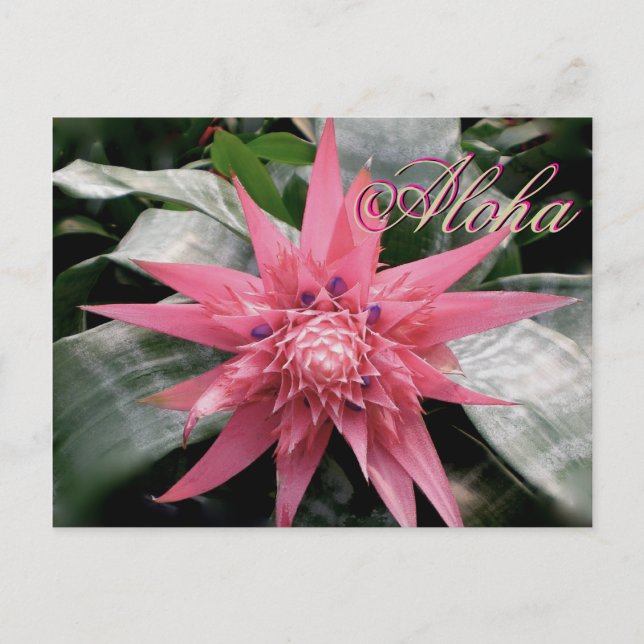 Cartão Postal Aloha saúda a Bromélia tropical (Frente)