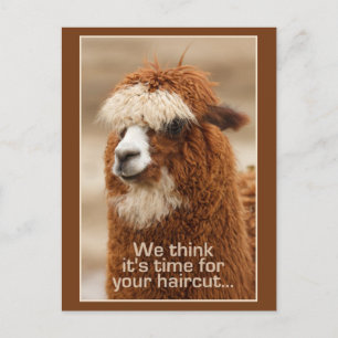 Cartão postal Alpaca