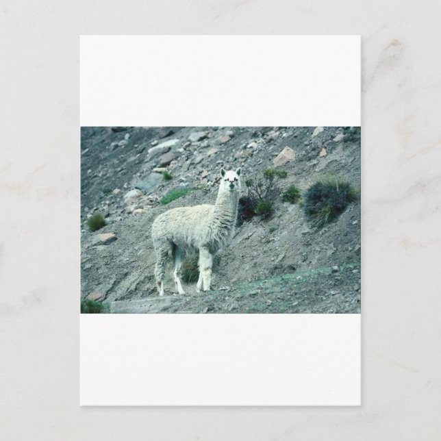 Cartão Postal Alpaca (Frente)