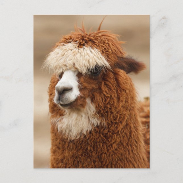 Cartão postal Alpaca (Frente)