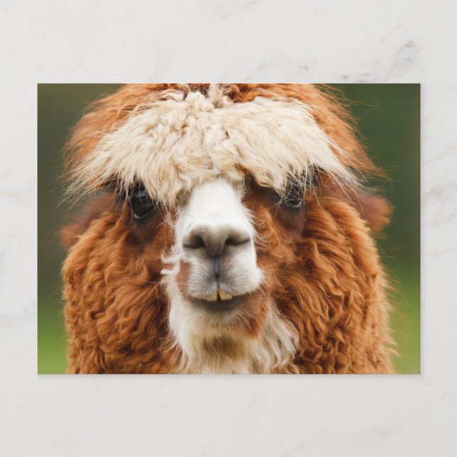 Cartão Postal Alpaca (Frente)