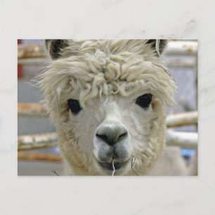 Cartão Postal Alpaca Adorável