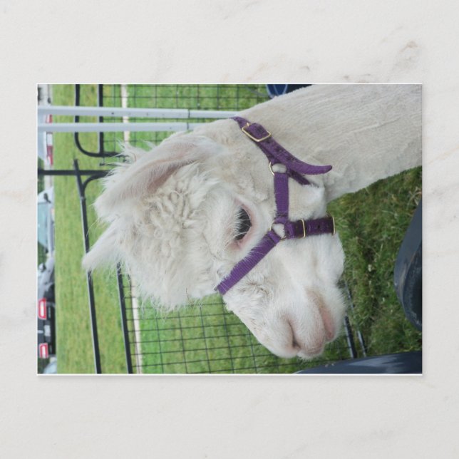 Cartão Postal Alpaca branca, 1 (Frente)