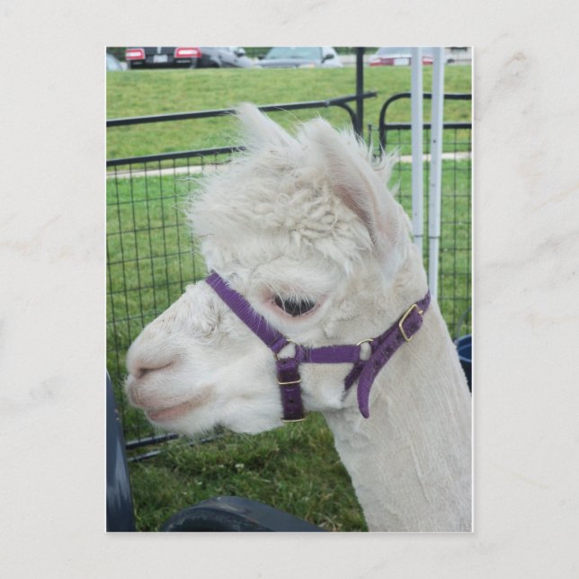 Cartão Postal Alpaca branca, 1 (Frente)