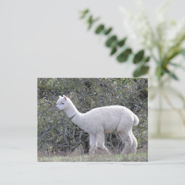 Cartão postal - Alpaca Branco (Em pé/Frente)