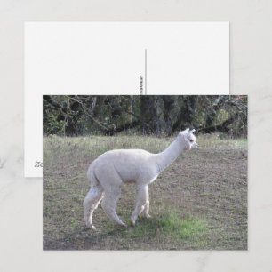 Cartão postal - Alpaca Branco à Luz do Sol