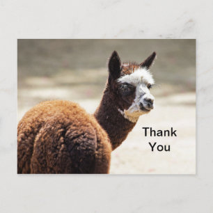Cartão Postal Alpaca Brown e White Photo Animal Obrigado