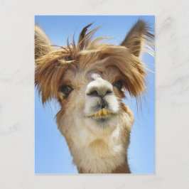 Cartão Postal Alpaca com Cabelo Louco