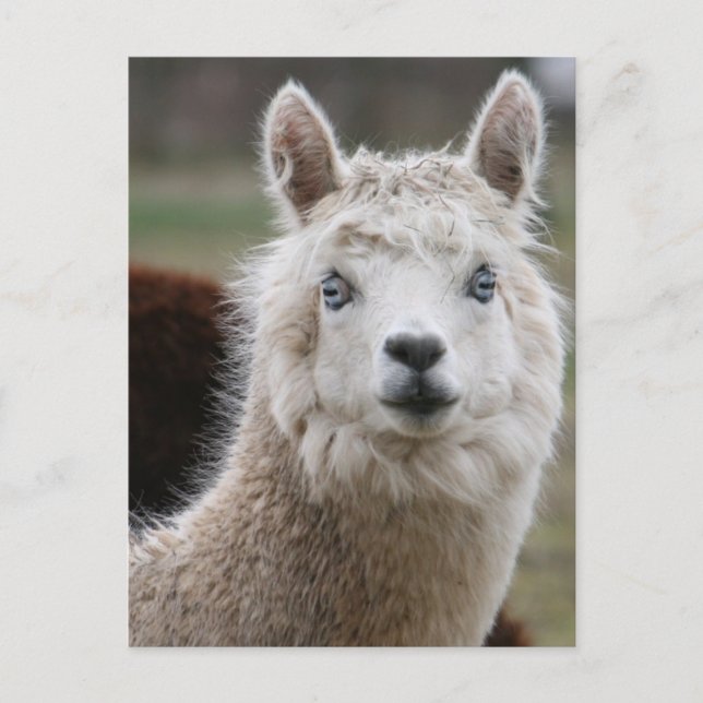 Cartão Postal Alpaca de olhos azuis (Frente)
