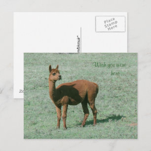 Cartão postal - Alpaca - Desejamos que você esteja