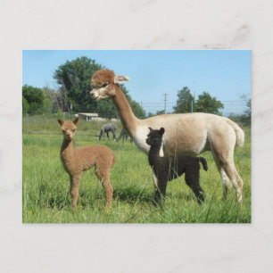 Cartão Postal Alpaca e dois Cria