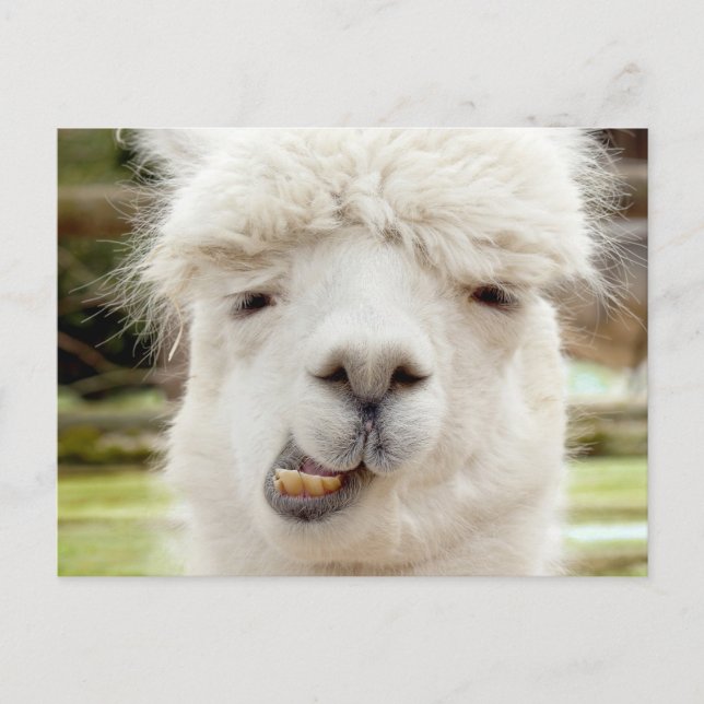 Cartão Postal Alpaca Engraçado (Frente)